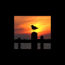Gull poster posters