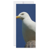 Gull rack cards by seascapeart Gull rack cards