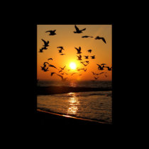 Gull sunset print