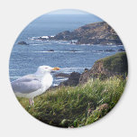 GullCoast Fridge Magnets