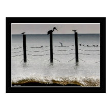 Gulls and a Pelican Postcard