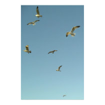 Gulls In Flight posters