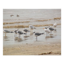 Gulls on Beach Photo