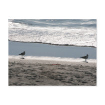 Gulls on the Beach postcards