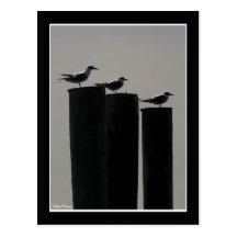 Gulls Parked Post Card