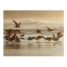 Gulls Taking Flight Postcards