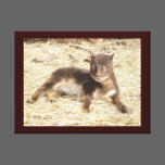 GULMOGET SHETLAND RAM LAMB canvas prints