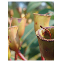 Gum Nuts letterhead