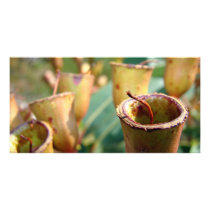Gum Nuts photo cards by sharonsphotography Gum Nuts photo cards