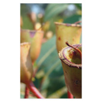 Gum Nuts stationery by sharonsphotography Gum Nuts stationery