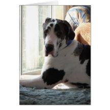 'Gunner' Harlequin Great Dane Greeting Card