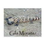 "Gunny" the Gila Monster In Congress, Arizona 6/26 Postcard
