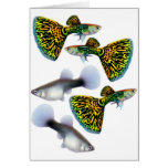 Guppies Card