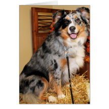 Gustine - Australian Shepherd Greeting Card