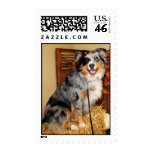 Gustine -Australian Shepherd - Photo-4 Postage Stamp