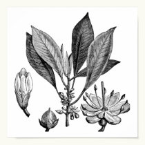 Gutta-Percha Tree posters