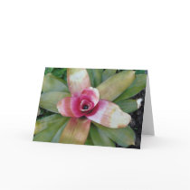 Guzmania Linguata Minor cards by _Prki_ Guzmania Linguata Minor cards
