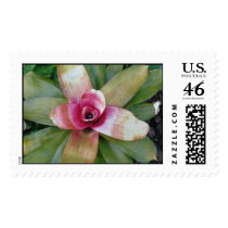 Guzmania Linguata Minor postage