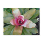 Guzmania Linguata Minor Post Card
