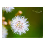 Gwen Photographs - Dandelion postcards