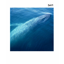 Gym Whale t-shirts by 194613mo Gym Whale t-shirts