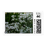 Gypsophilia Postage Stamps