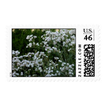 Gypsophilia Postage Stamps