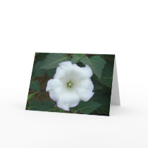 Gypsum Weed cards