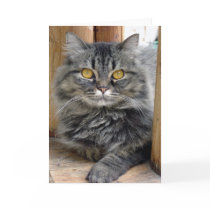 Gypsy Card by heidiw0 Gypsy Card