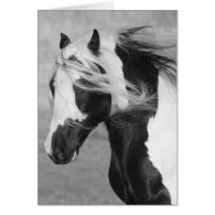 Gypsy Runs Horse Greeting Card