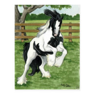 Gypsy Vanner at play Horse Art Post Card