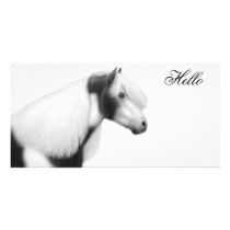 Gypsy Vanner Cob Horse Photo Card photo cards by twopurringcats Gypsy Vanner Cob Horse Photo Card photo cards
