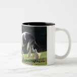 Gypsy Vanner Coffee Mugs