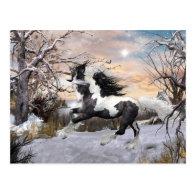 Gypsy Vanner Horse Post Card