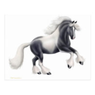Gypsy Vanner Horse Postcard