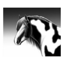 Gypsy Vanner Pinto Draft Horse Poster posters