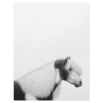 Gypsy Vanner Pinto Horse Letterhead