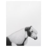 Gypsy Vanner Pinto Horse Letterhead