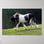 Gypsy Vanner Poster