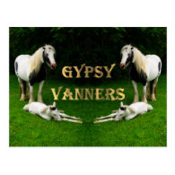 Gypsy Vanners Postcards