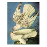 Gyrfalcon, John James Audubon Postcards