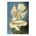 Gyrfalcon, John James Audubon posters by vintagetreasurechest Gyrfalcon, John James Audubon posters