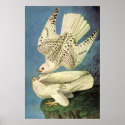 Gyrfalcon, John James Audubon posters