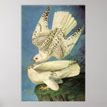 Gyrfalcon, John James Audubon posters