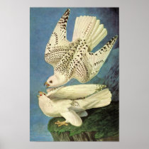 Gyrfalcon, John James Audubon Print
