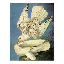 Gyrfalcon, John James Audubon Tarjeta Postal