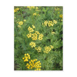 Ha?loch (Pfalz) , Germany  Rainfarn ( Tanacetum vu Postcards