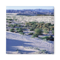 Habitat for Coachella Valley fringe-toed lizard Refrigerator Magnets