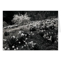 Hadlock's Garden # 20 cards by Merritt_B Hadlock's Garden # 20 cards