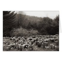 Hadlocks Garden # 5 cards by Merritt_B Hadlocks Garden # 5 cards